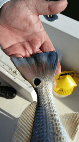 Redfish Fishing in Elberta, Alabama