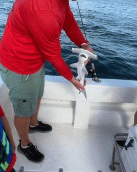 Hammerhead Shark Fishing in Elberta, Alabama