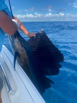 Sailfish Fishing in Stuart, Florida