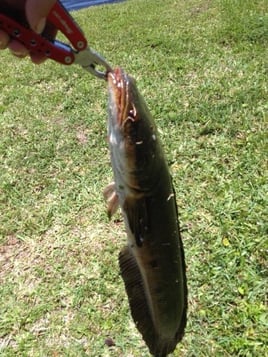 Everglades fishing