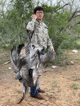 Sand Hill Crane