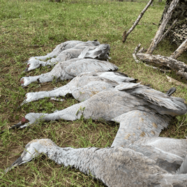 Sand Hill Crane