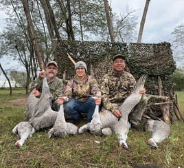 Sand Hill Crane