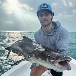 Cobia Fishing in Key West, Florida