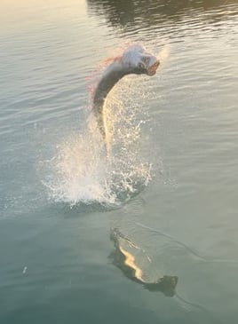 Tarpon Fishing in Key West, Florida