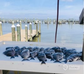 Sheepshead Fishing in Gulf Shores, Alabama