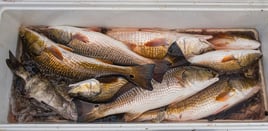 Redfish Fishing in Rockport, Texas