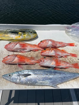 Blackbelly Rosefish, Kingfish, Mahi Mahi Fishing in Pompano Beach, Florida