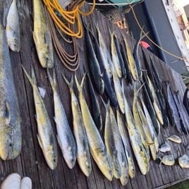 Mahi Mahi Fishing in Morehead City, North Carolina