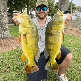 Peacock Bass Fishing in Kendall, Florida