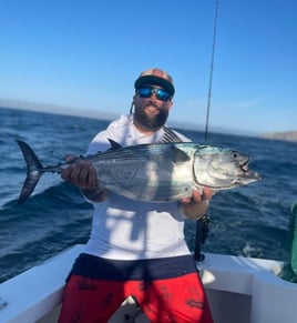 False Albacore Fishing in Cabo San Lucas, Mexico