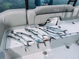 Spanish Mackerel Fishing in Panama City Beach, Florida