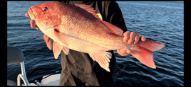 Red Snapper Fishing in Panama City Beach, Florida