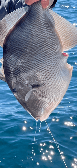 Triggerfish Fishing in Panama City Beach, Florida