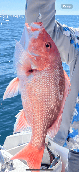 Red Snapper Fishing in Panama City Beach, Florida