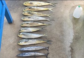 Mahi Mahi, Wahoo Fishing in Fort Lauderdale, Florida