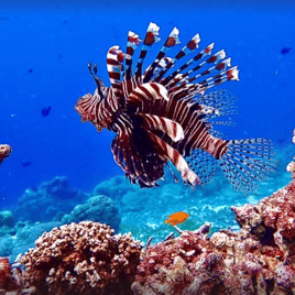 Lionfish Fishing in Miami, Florida