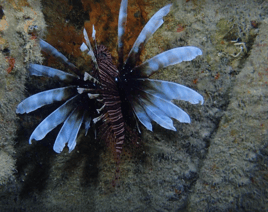 Lionfish Fishing in Miami, Florida