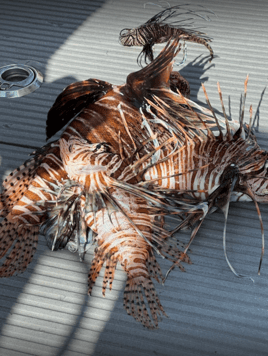 Lionfish Fishing in Miami, Florida