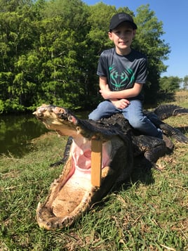 Florida alligator hunting