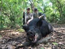 Florida hog hunting