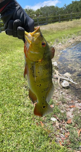 Peacock Bass Blast