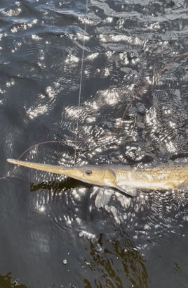 Florida gar