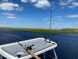 Florida gar