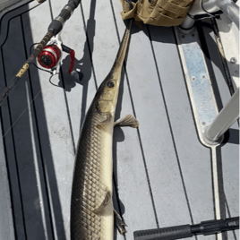 Florida gar