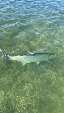 Tarpon Fishing in Key West, Florida