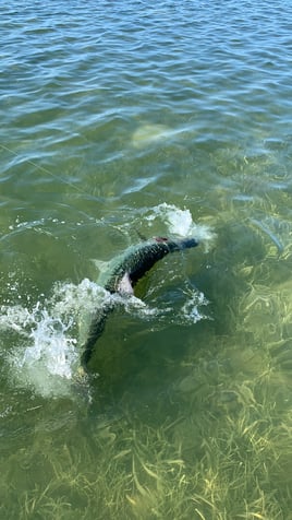 Tarpon Fishing in Key West, Florida