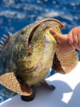 Goliath Grouper Fishing in Key West, Florida