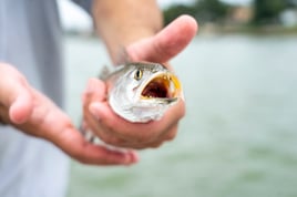 Bay Trip - 25' Boston Whaler