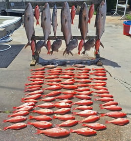 Live Red Snapper Action - 48' Viking