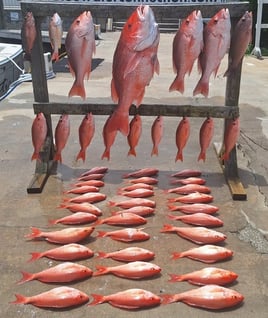 Live Red Snapper Action - 48' Viking