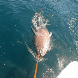 8 Hour Trip – Giant Bluefin Tuna