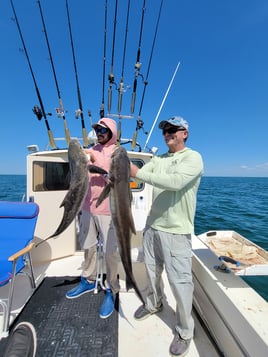 Cobia Adventure