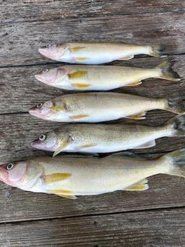 Guided Walleye Fishing Trips Normandy Lake