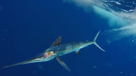 Day Trip - White Marlin