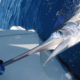 Day Trip - White Marlin