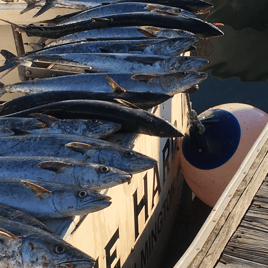 Kingfish Fishing in Wrightsville Beach, North Carolina