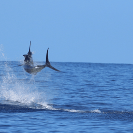 Day or Night Swordfish- 45'