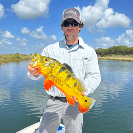 Key Largo Peacock Bass