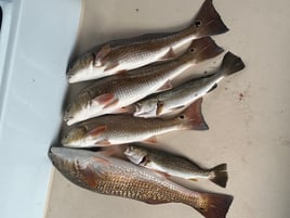 Morning and Evening  private Bay fishing trips