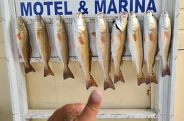 Morning and Evening  private Bay fishing trips