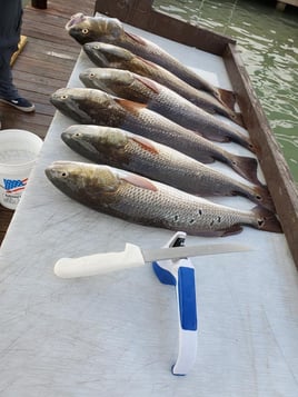 Morning and Evening  private Bay fishing trips