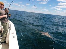 Shark Fishing