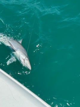 Private 6 hour fishing trip around prestige Anna Maria Sound