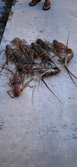 Lobster Fishing in Key West, Florida