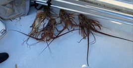 Lobster Fishing in Key West, Florida